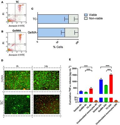 Photocrosslinkable Gelatin Hydrogels Modulate the Production of the Major Pro-inflammatory Cytokine, TNF-α, by Human Mononuclear Cells